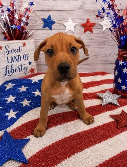 A baby large-sized male Mixed Breed dog named Yankee Doodle for adoption in Bloomsburg, PA