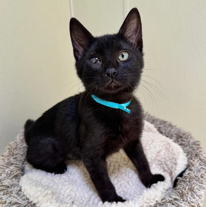 A baby small-sized female Domestic Short Hair cat named Cleo for adoption in Cambria, CA