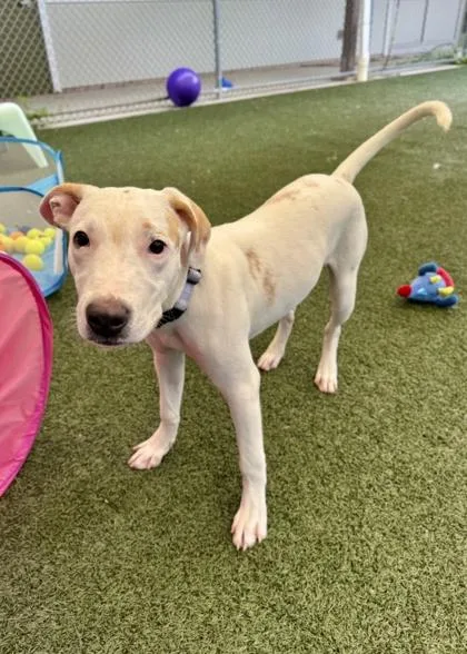 A young medium-sized male Mixed Breed dog named Yuki for adoption in Madison, NJ