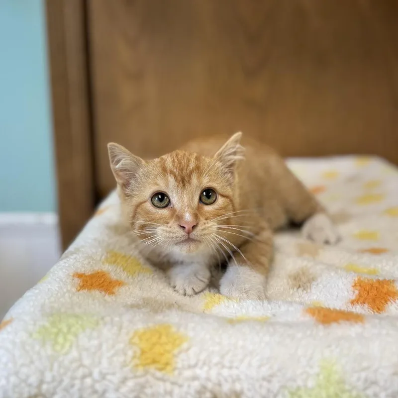 A baby small-sized male Orange / Red Domestic Short Hair cat named Humerus for adoption in Fargo, ND