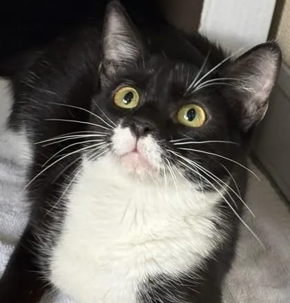 A baby small-sized female Domestic Short Hair cat named Cessna for adoption in Honolulu, HI