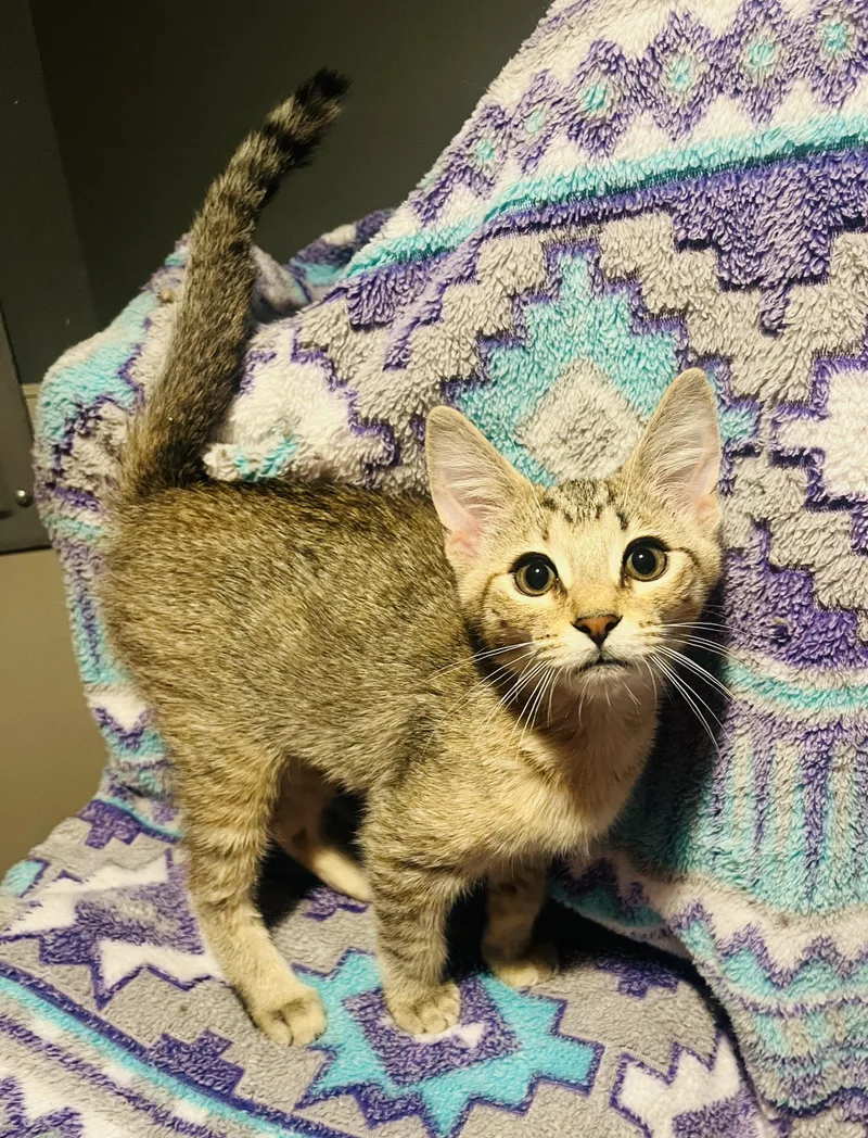 A baby medium-sized female Brown / Chocolate Domestic Short Hair cat named Mocha for adoption in St. Clair, MI