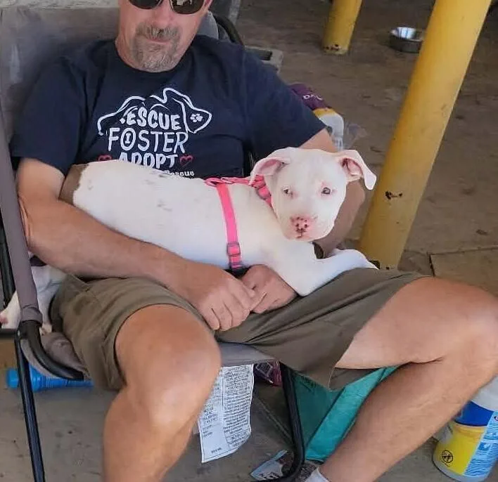 A baby medium-sized female Tricolor (Brown, Black, & White) American Staffordshire Terrier dog named Boop for adoption in Peoria, IL