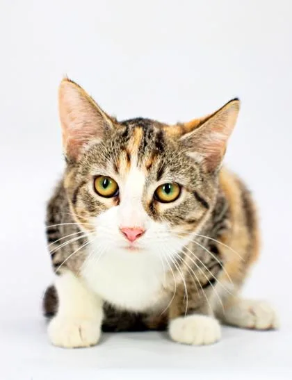 A baby small-sized female Domestic Medium Hair cat named Kiwi for adoption in Morton Grove, IL