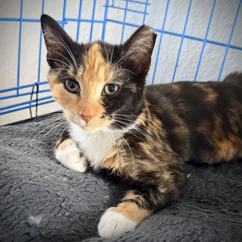 A young small-sized female Calico Domestic Short Hair cat named Daphne And Velma for adoption in Fort Worth, TX
