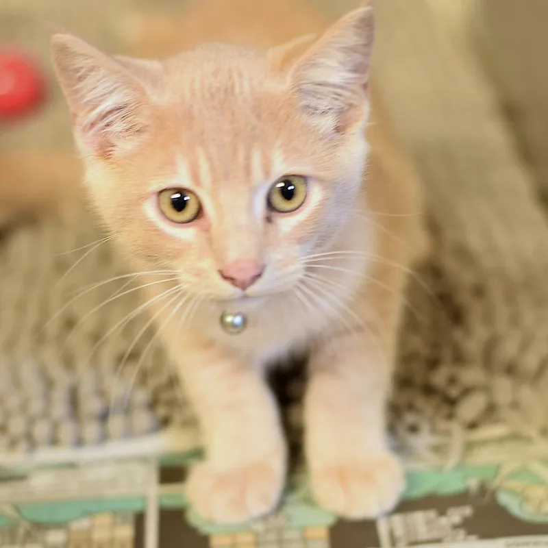 A baby small-sized male Buff / Tan / Fawn Domestic Short Hair cat named Tonic for adoption in Belleville, IL
