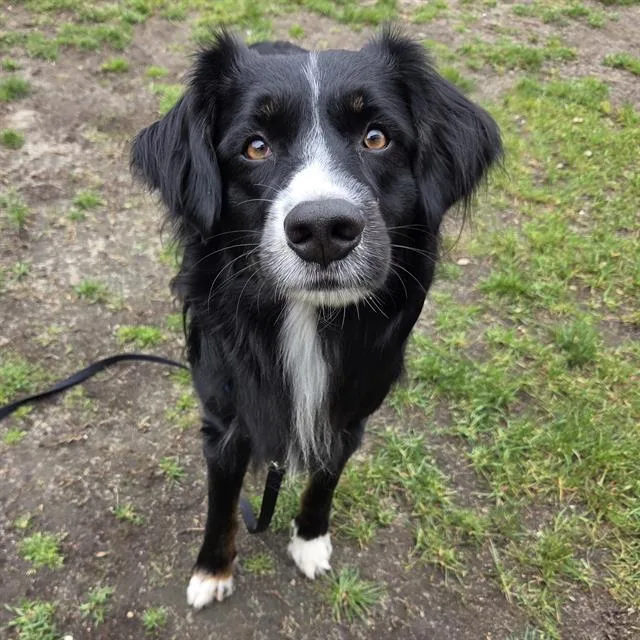 A young medium-sized male Australian Shepherd dog named Stubby for adoption in Centerville, MA