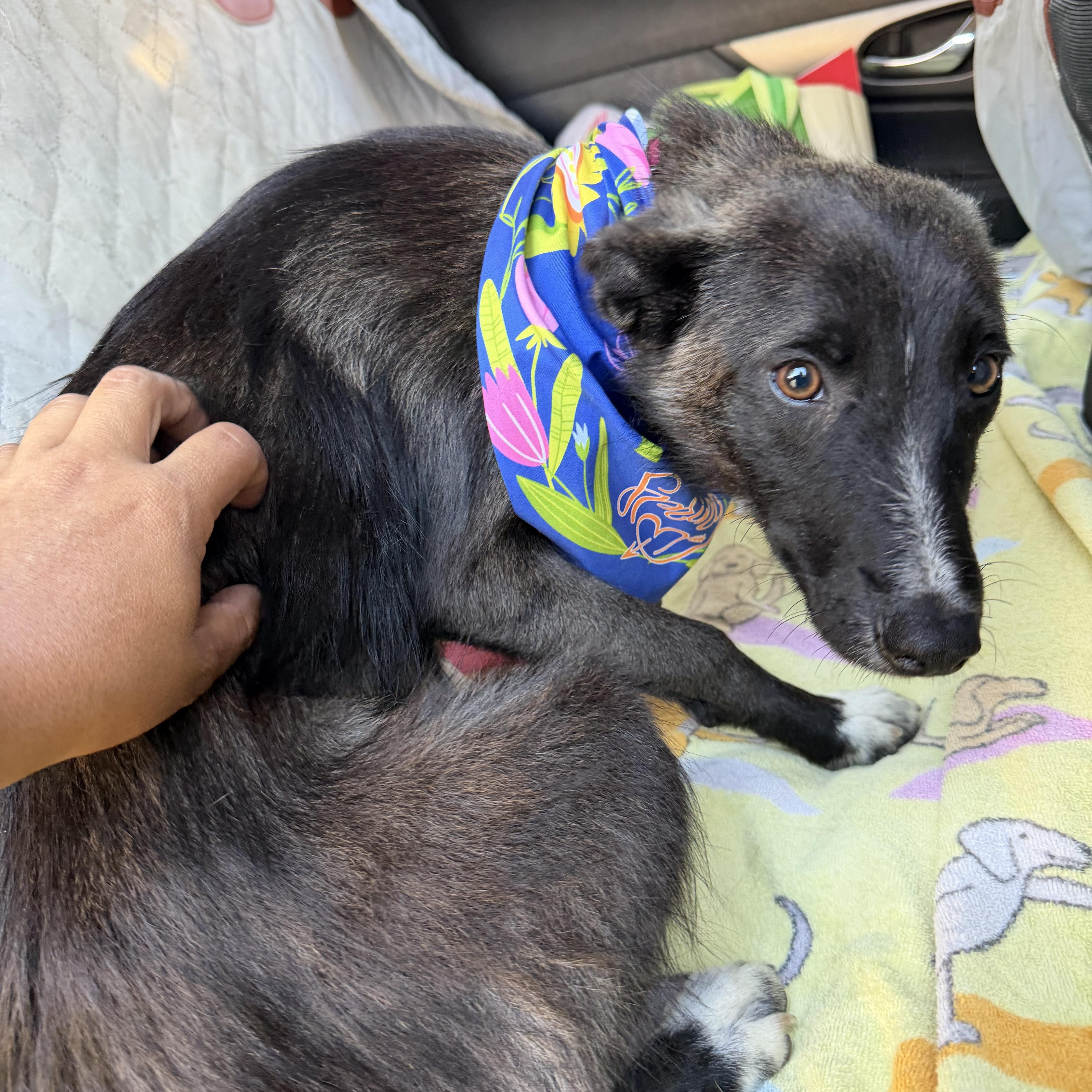 A young small-sized female Border Collie dog named Josie for adoption in Los Osos, CA