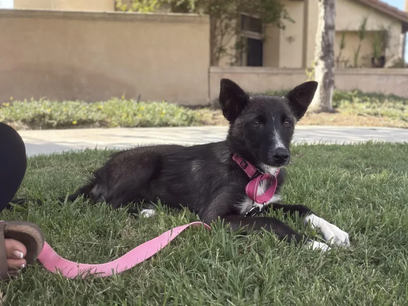 Josie thumbnail 4