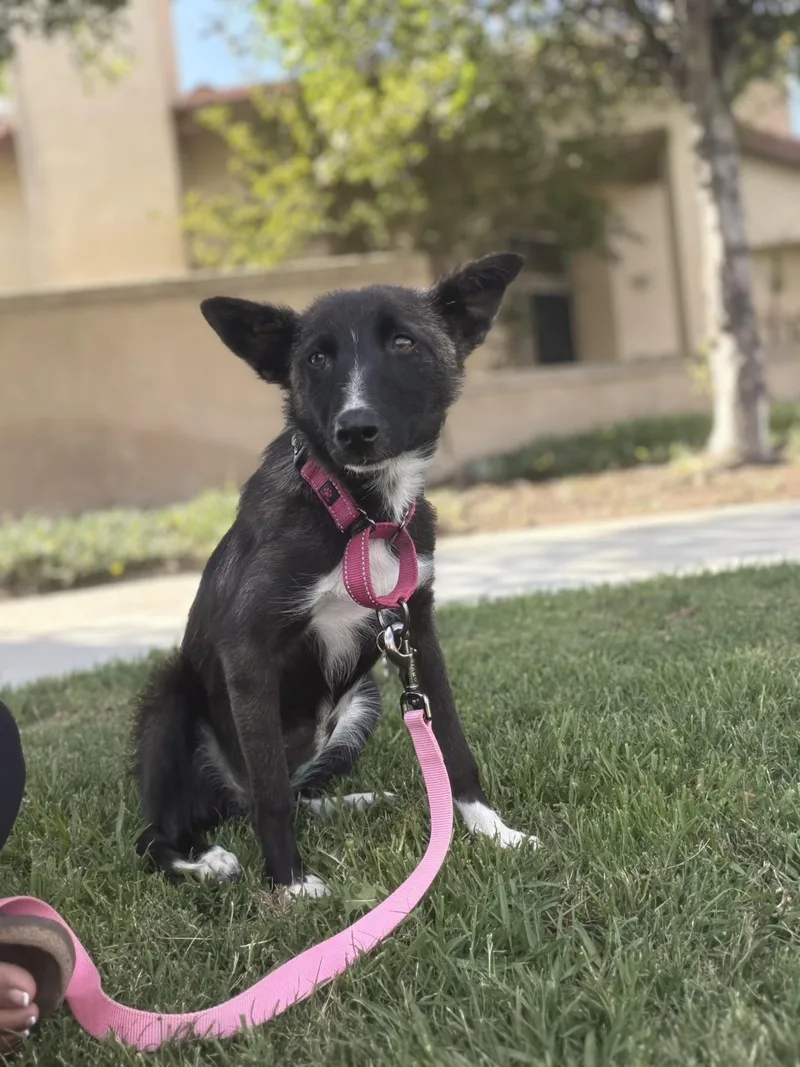 Josie thumbnail 6