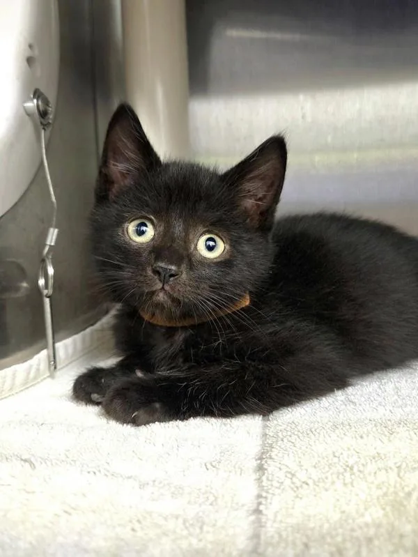 A baby small-sized male Domestic Short Hair cat named Rhombus for adoption in Millersville, MD
