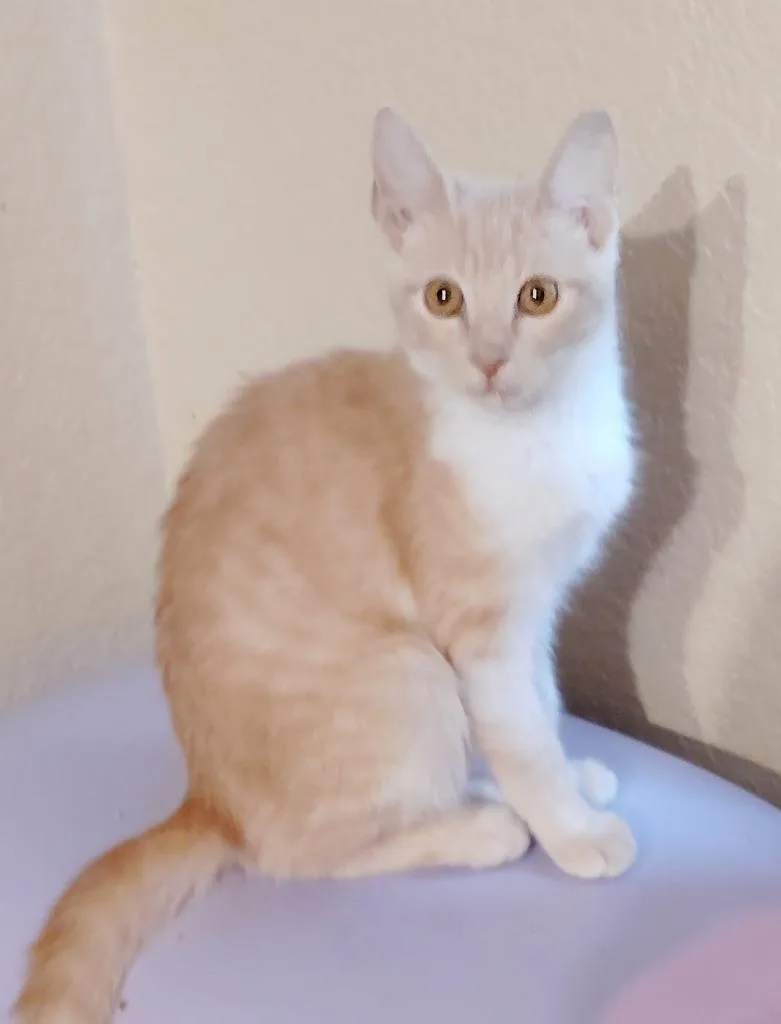 A baby large-sized female Domestic Short Hair cat named Summer for adoption in San Jacinto, CA