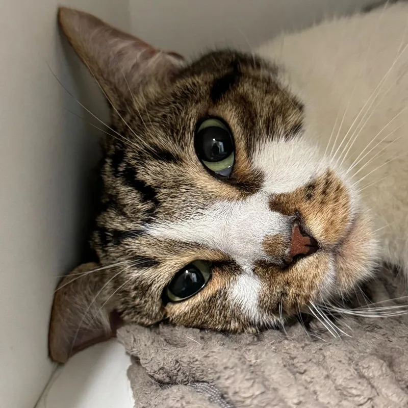 An adult large-sized male Brown / Chocolate American Shorthair cat named The Viper for adoption in Decatur, GA