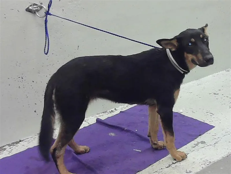 A young medium-sized female Labrador Retriever dog named Beatrice for adoption in Houston, TX