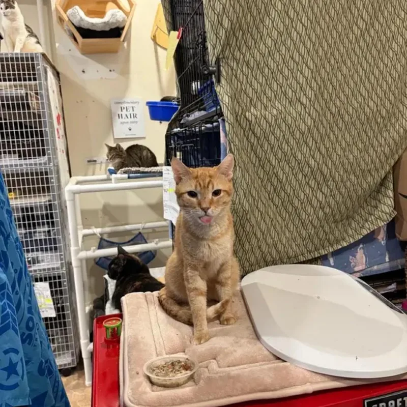 A senior medium-sized male Orange / Red Domestic Short Hair cat named Carrot for adoption in Middle Village, NY