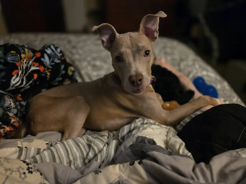 A young small-sized female Apricot / Beige Pit Bull Terrier dog named Grace for adoption in New Port Richey, FL