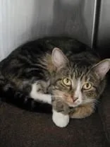 An adult medium-sized male Domestic Short Hair cat named Tape for adoption in Blue Springs, MO