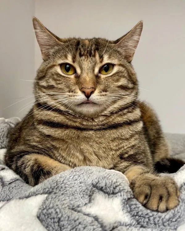 An adult small-sized female Domestic Short Hair cat named Ember for adoption in Novato, CA