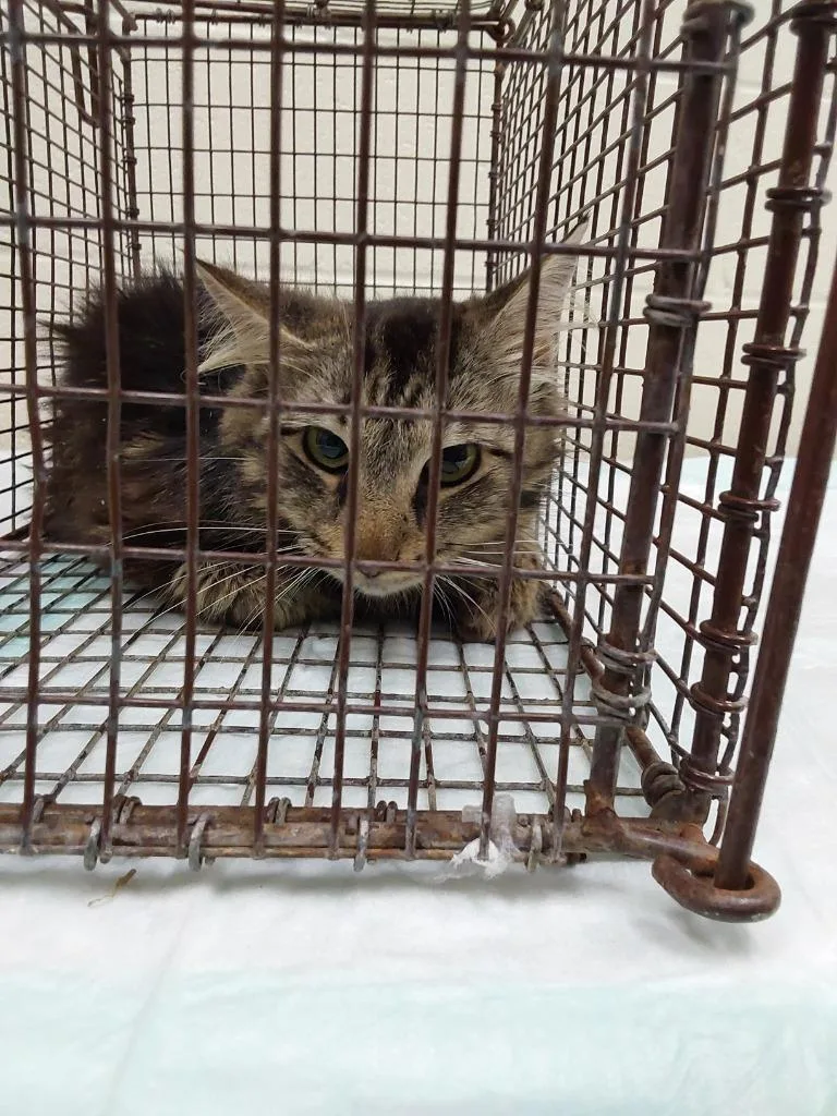 A young small-sized female Domestic Medium Hair cat named 2026-06-149 for adoption in Winder, GA