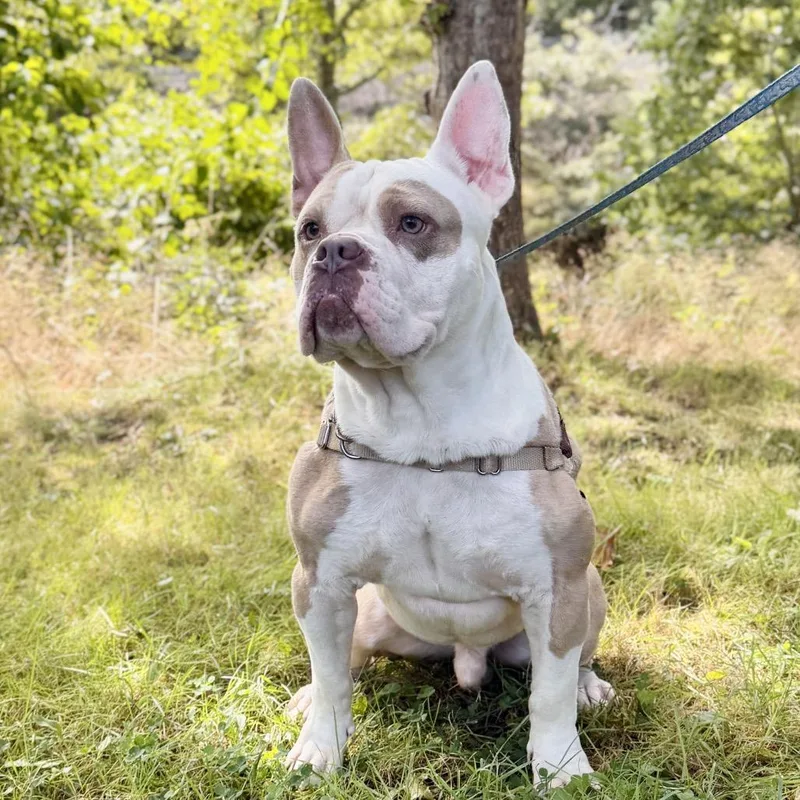An adult small-sized male Yellow / Tan / Blond / Fawn English Bulldog dog named Gargoyle for adoption in East Hampton, NY