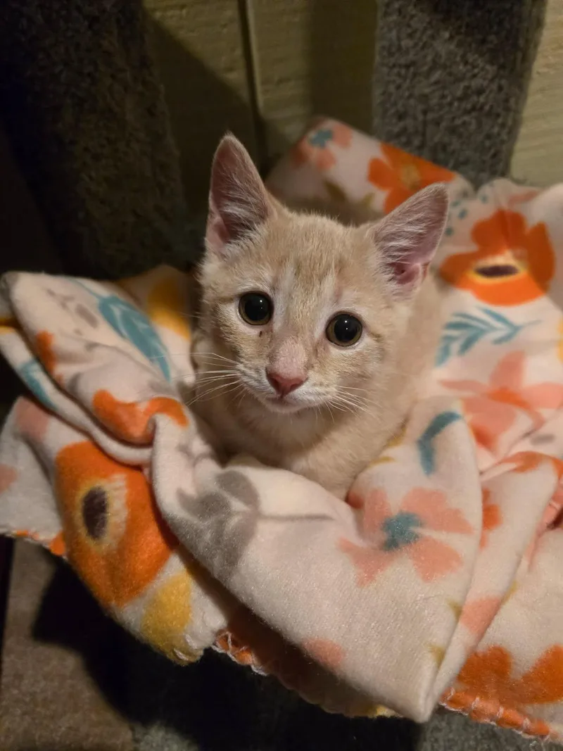 A baby medium-sized female Orange & White Domestic Short Hair cat named Violet for adoption in Columbia, MD
