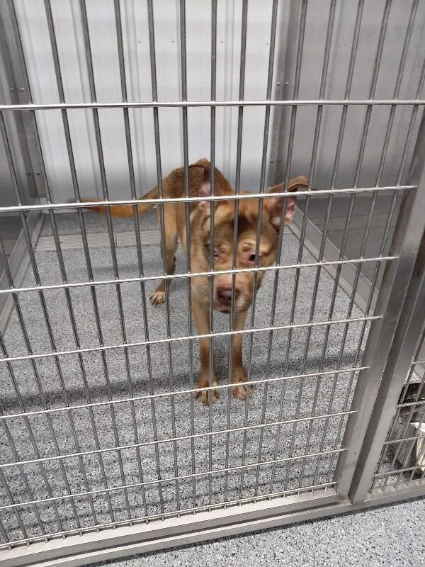 A young medium-sized female Yellow / Tan / Blond / Fawn Mixed Breed dog named Ginger for adoption in bellefontaine, OH