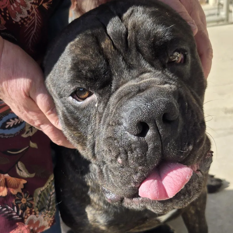 Buster thumbnail 2