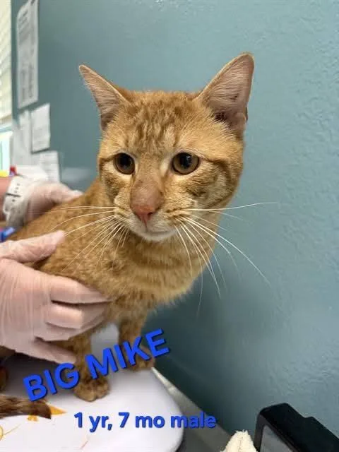 An adult large-sized male Orange / Red Domestic Short Hair cat named Big Mike for adoption in Holbrook, NY