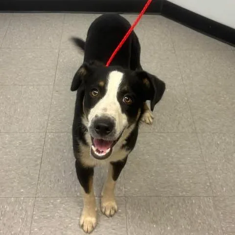 An adult medium-sized male Black Border Collie dog named Mojo for adoption in Bastrop, TX