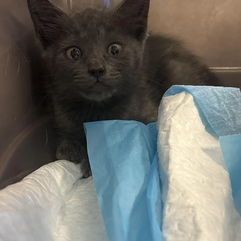 A baby small-sized female Domestic Short Hair cat named Misty for adoption in West Palm Beach, FL