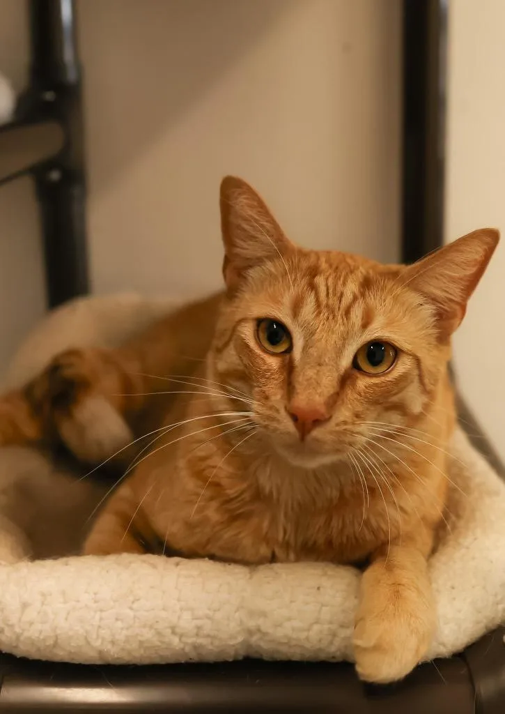 An adult medium-sized male Tabby (Orange / Red) Tabby cat named Jerome for adoption in Mira Loma, CA
