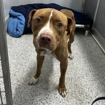 An adult medium-sized male Brown / Chocolate American Staffordshire Terrier dog named Mellow for adoption in Converse, TX