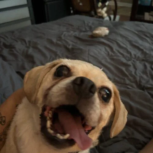 Sammy thumbnail 2