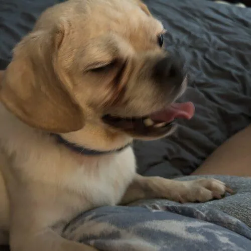 Sammy thumbnail 3