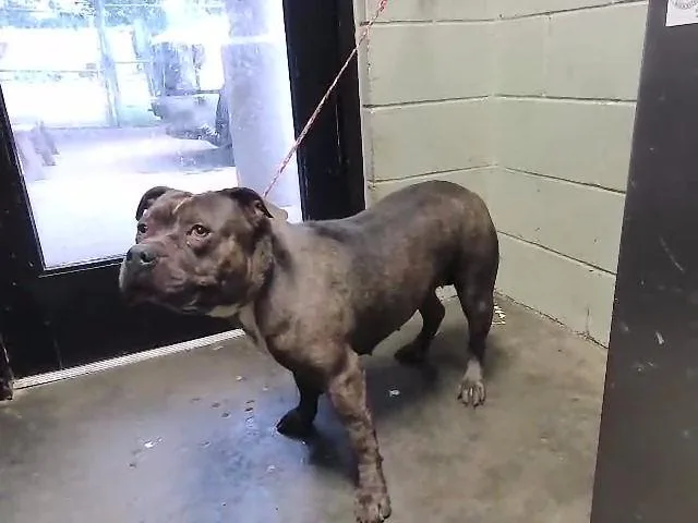 A young medium-sized female Pit Bull Terrier dog named Nimi for adoption in Tulsa, OK