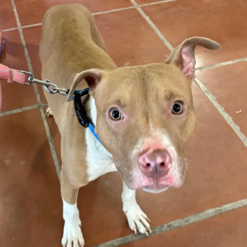 A young small-sized male Yellow / Tan / Blond / Fawn Pit Bull Terrier dog named Cruz A for adoption in Mission Hills, CA