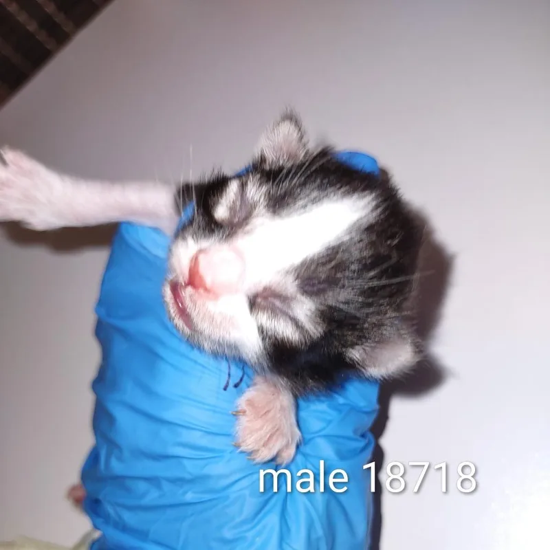 Enzo thumbnail 2