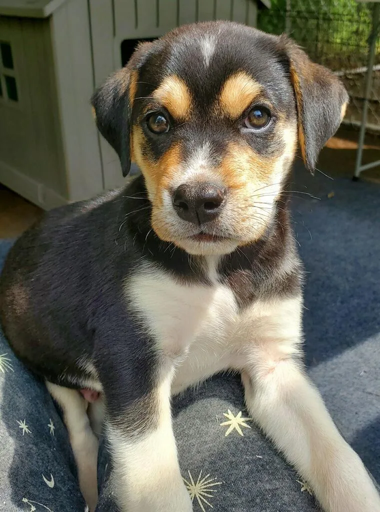 A baby medium-sized male Bicolor Mixed Breed dog named Haywitch for adoption in Powell, TN