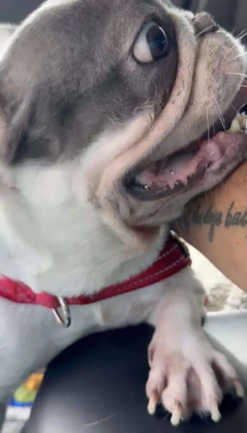 An adult medium-sized female French Bulldog dog named Bagel for adoption in PALM BAY, FL