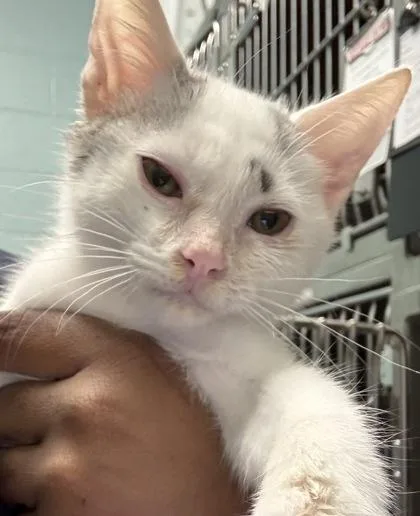 A baby small-sized male Domestic Short Hair cat named Banshee for adoption in Fishers, IN