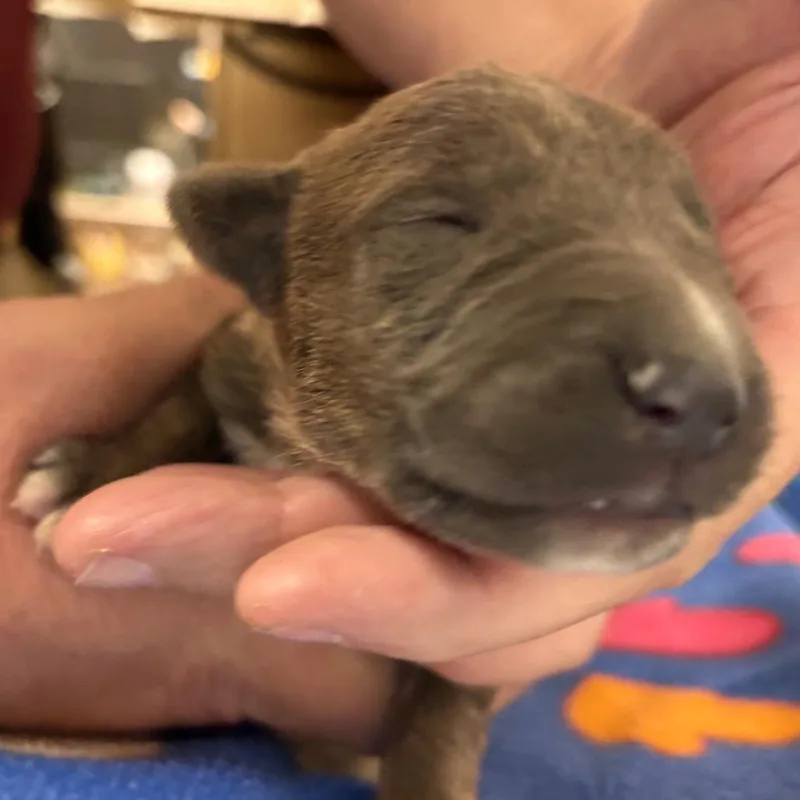 A baby small-sized male Gray / Blue / Silver Border Collie dog named Levi for adoption in Yuma, AZ