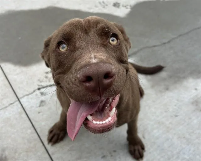 A young small-sized female Labrador Retriever dog named Winnie for adoption in Olathe, KS