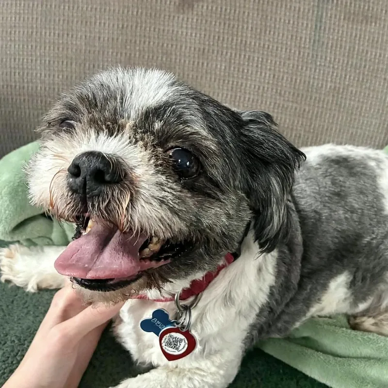 An adult small-sized male Shih Tzu dog named Cooper for adoption in Muskego, WI