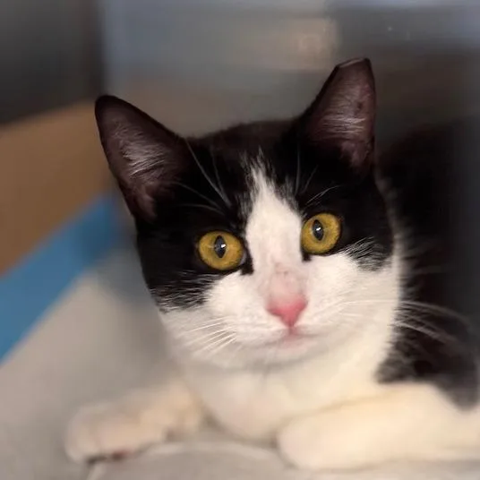 An adult medium-sized female Black Domestic Short Hair cat named Delilah for adoption in Wantagh, NY