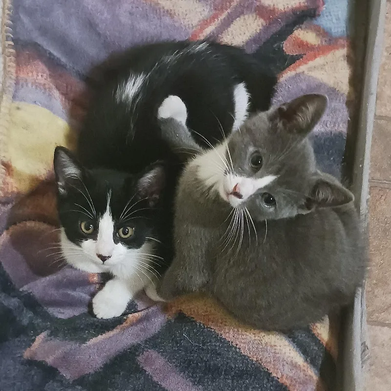A baby small-sized male Gray / Blue / Silver Domestic Short Hair cat named Bill for adoption in Fairway, KS