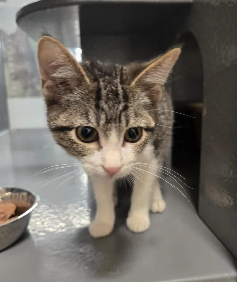 A baby small-sized female Tabby (Brown / Chocolate) Domestic Short Hair cat named Sasha for adoption in Stoughton, WI