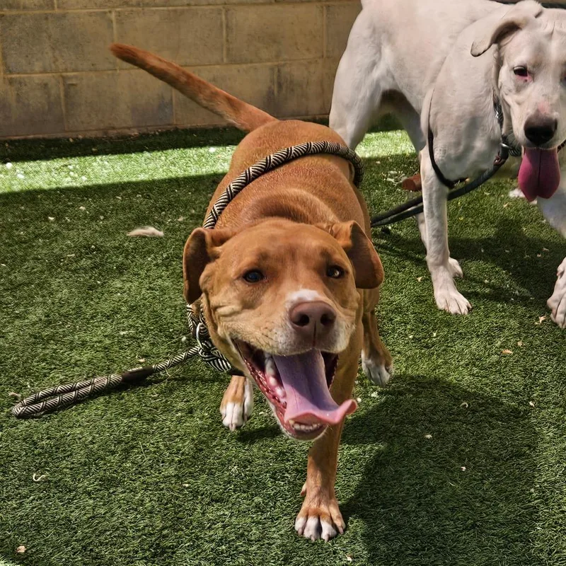 An adult medium-sized male Yellow / Tan / Blond / Fawn Pit Bull Terrier dog named Josh  Butler Campus for adoption in Flagstaff, AZ
