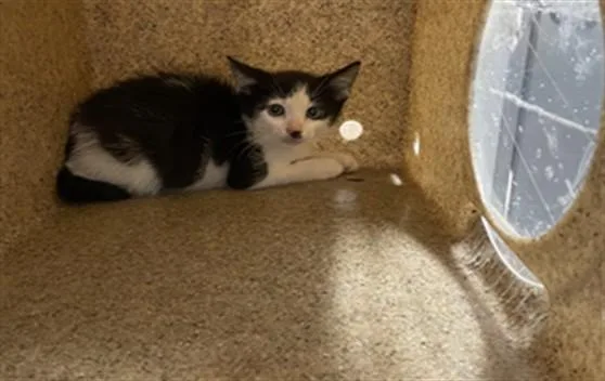 A baby small-sized male Domestic Short Hair cat named Vincent for adoption in Tallahassee, FL