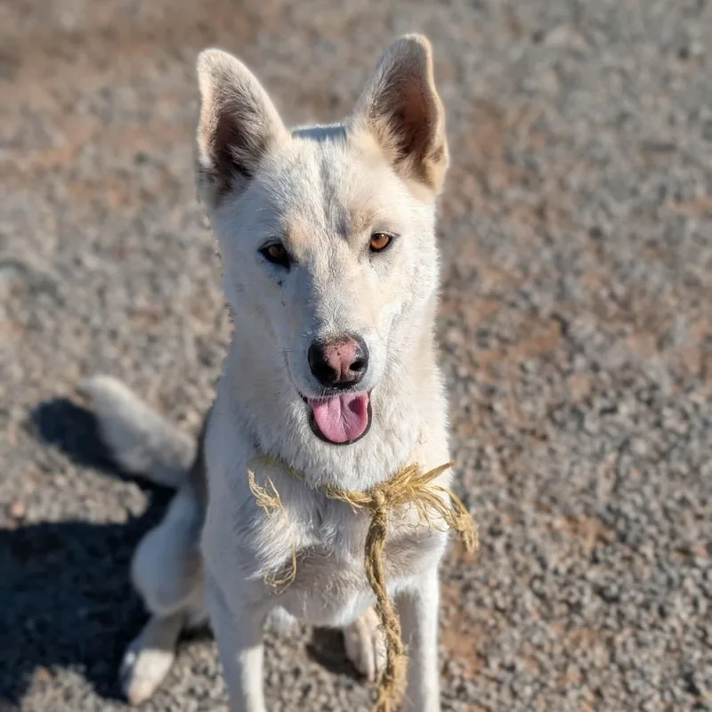 An adult large-sized male German Shepherd Dog dog named Diesel for adoption in Bellingham, WA