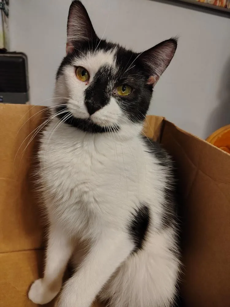 A young small-sized male Domestic Short Hair cat named Eli for adoption in Wheaton, IL
